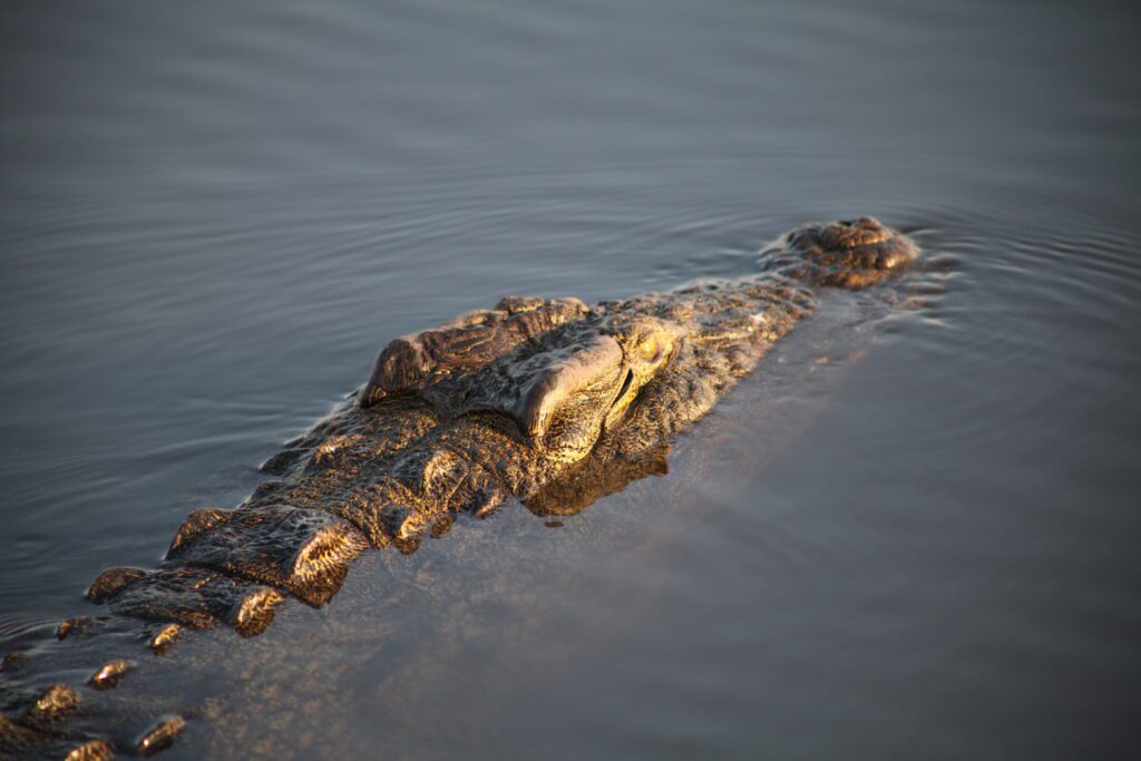 Crocodile in Chobe National Park