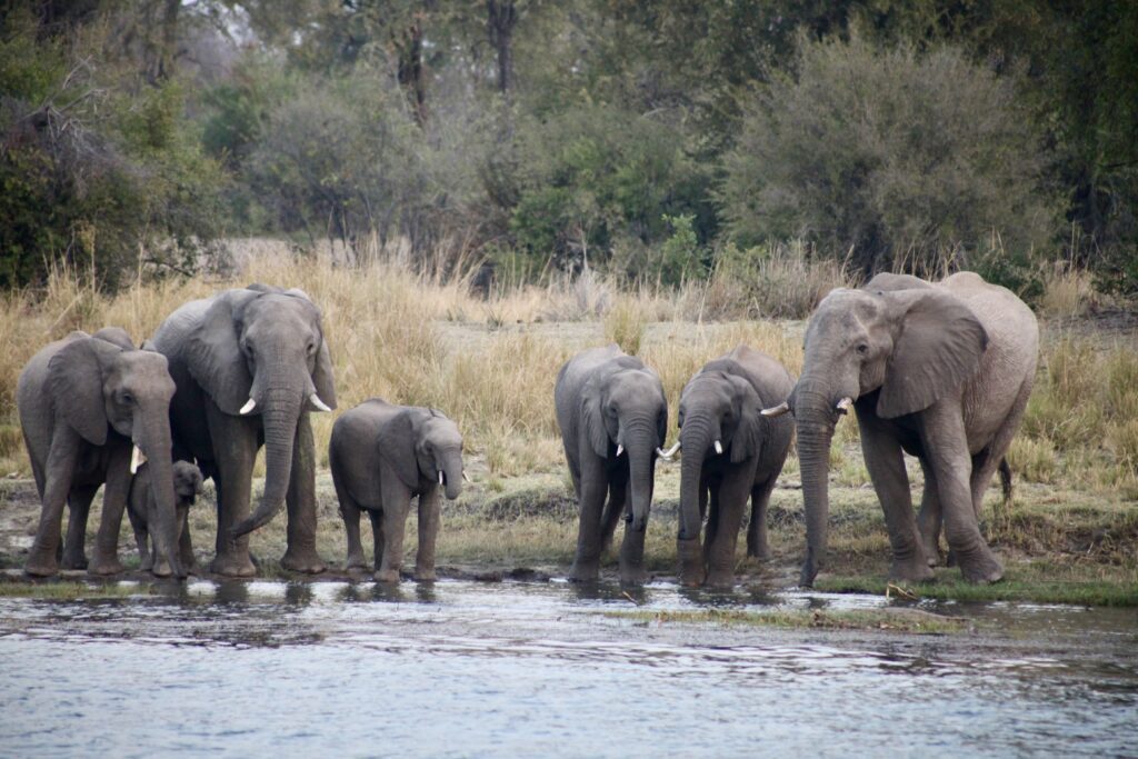 Elephants at Chobe River