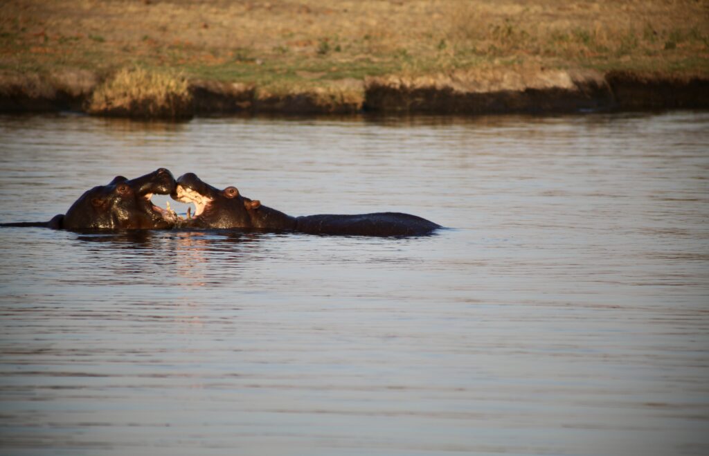 Hippopotamus in Chobe National Park