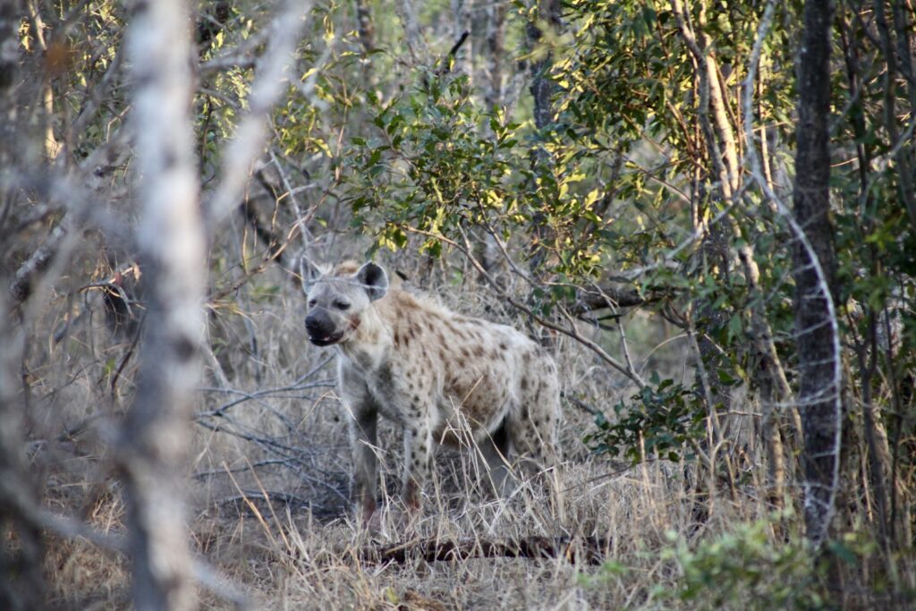 Hyena in Kruger National Park