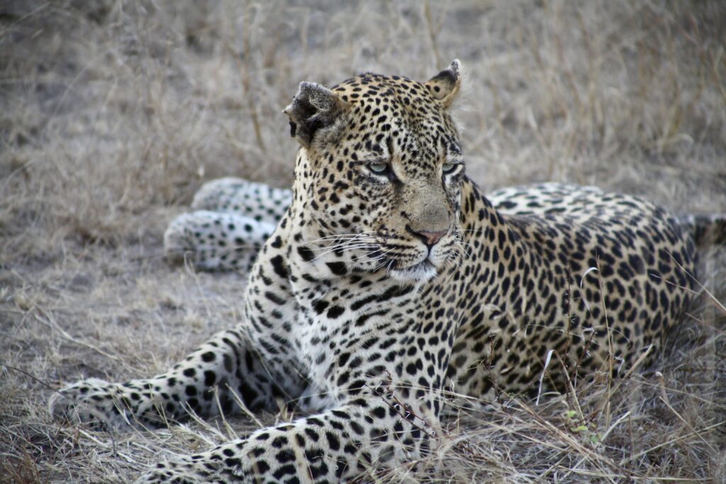 Leopard in Kruger National Park