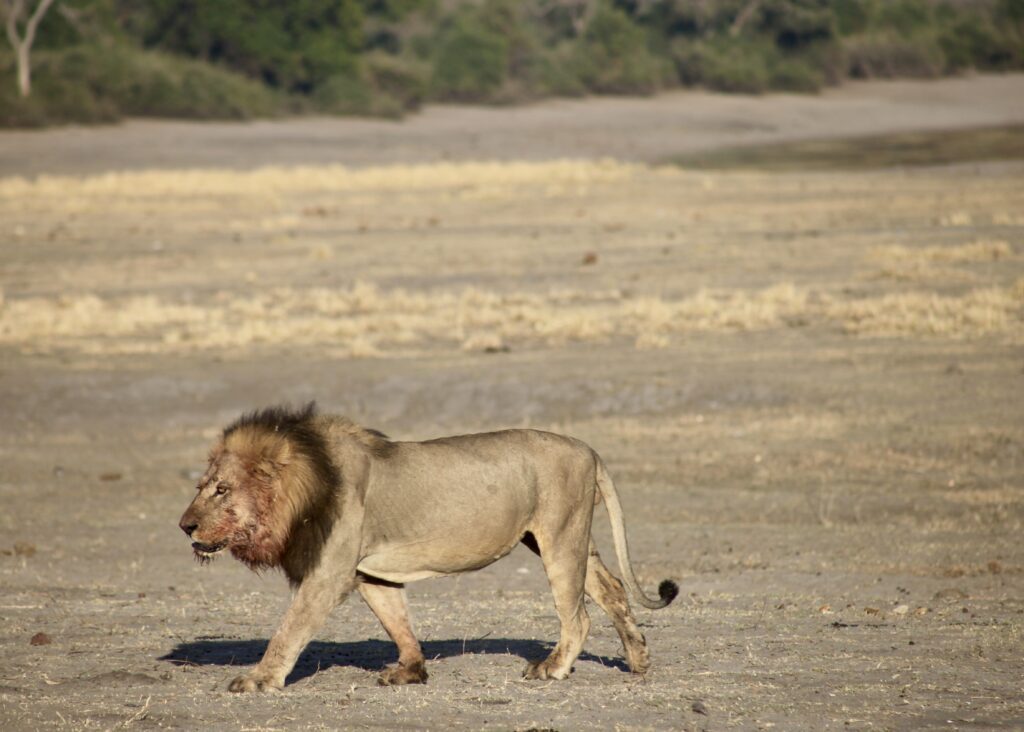 Male lion in Chobe National Park