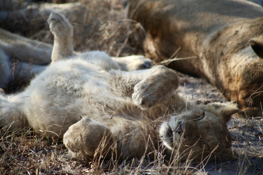 Lion cub in Kruger National Park