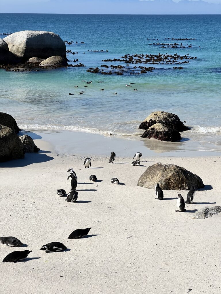 African penguins