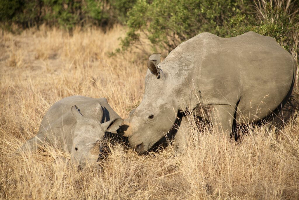 Rhinoceros with baby in Kruger National Park 