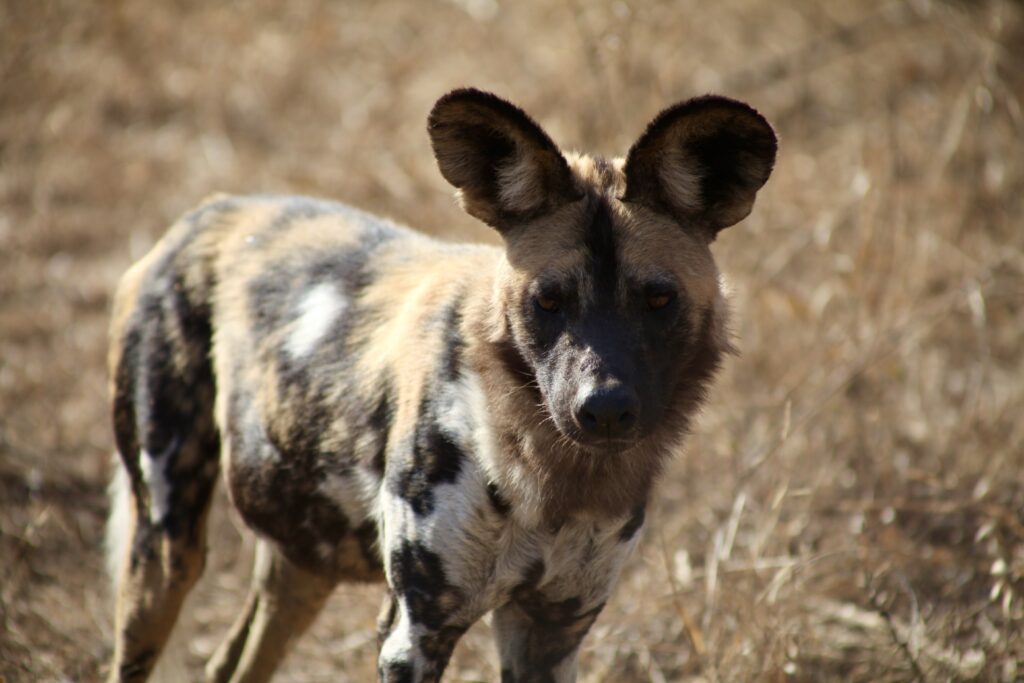 Wild dog in Kruger National Park