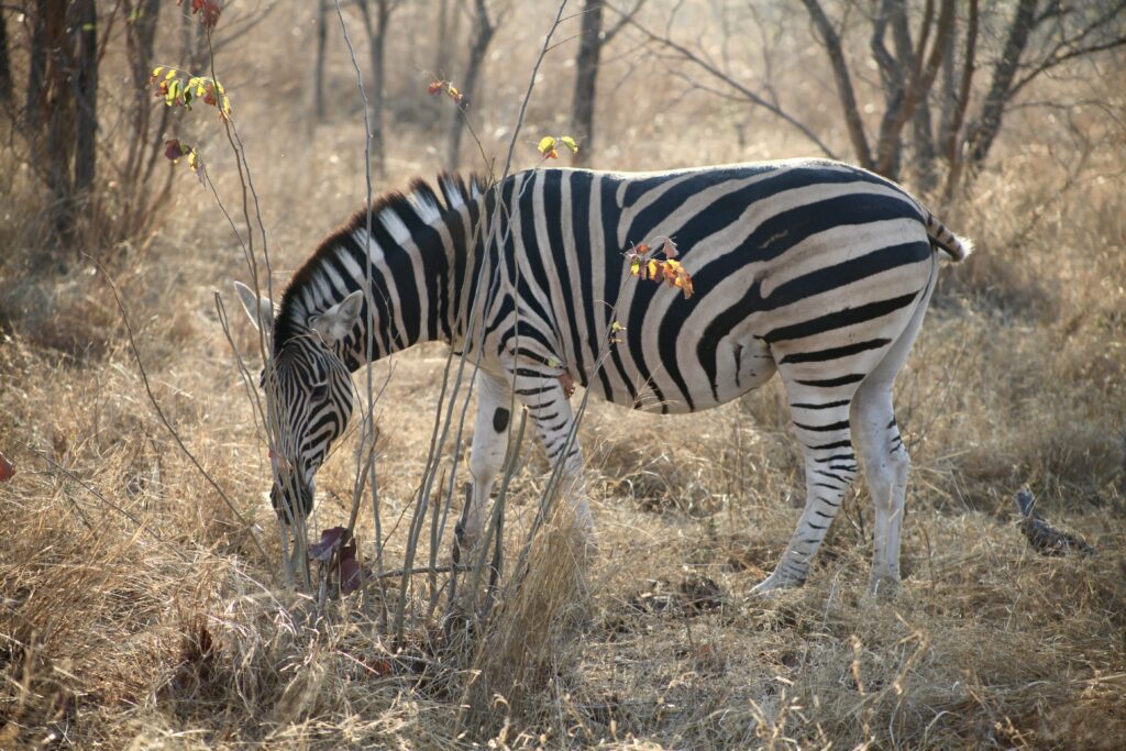 Zebra in Kruger National Park