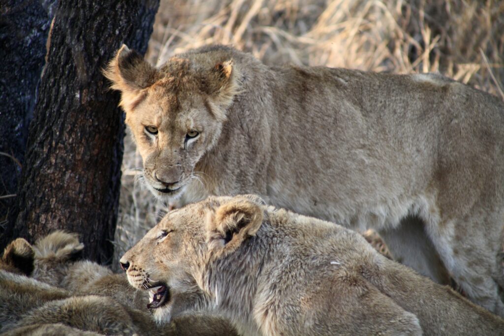 Lion pride in Kruger National Park