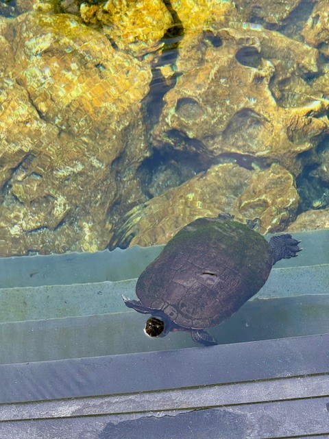Turtle in a lagoon at Tortuga Bay in Punta Cana